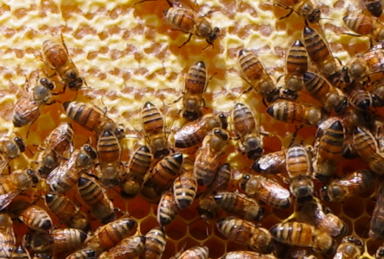 Close up shot of bees on a frame with capped honey and some open cells