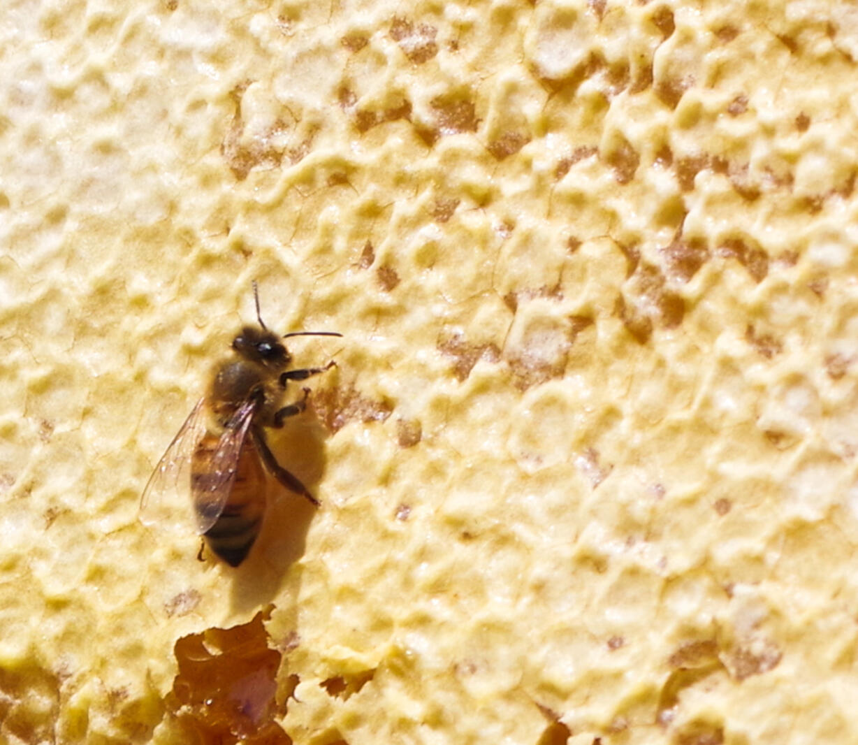 Close up of a single honey bee on a frame of capped honey